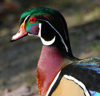 [Wood Duck Pair]