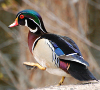 [Wood Duck Pair]