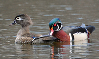 [Wood Duck Pair]