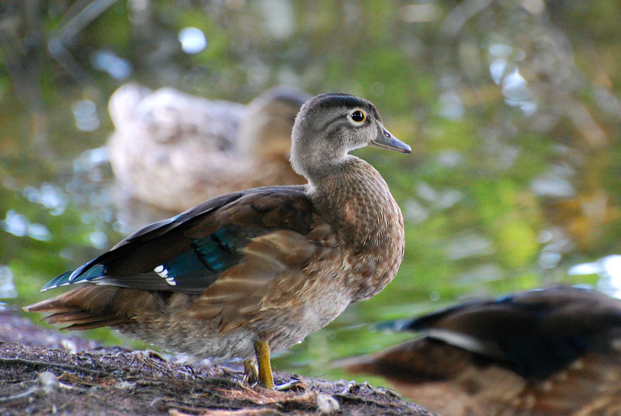 [Young Wood Duck]