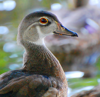 [Young Wood Ducks]