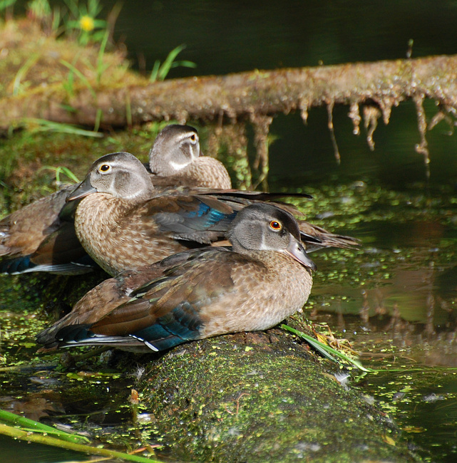 [Young Wood Ducks]