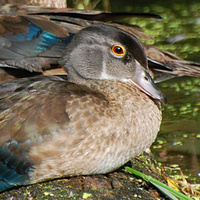 [Young Wood Ducks]