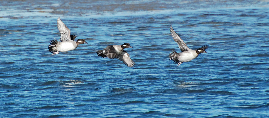 [Female Buffleheads]