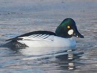 [Common Goldeneye]