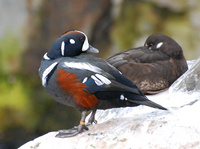 [Harlequin Pair]