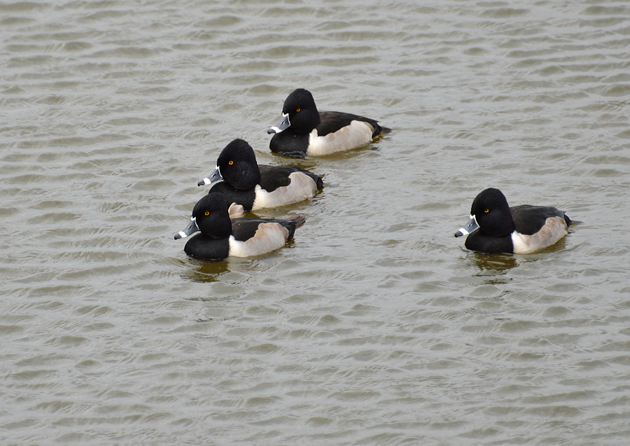 [Ring-Necked Ducks]