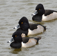 [Ring-Necked Ducks]
