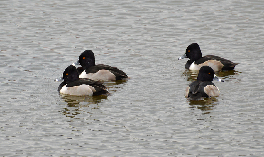 [Ring-Necked Ducks]