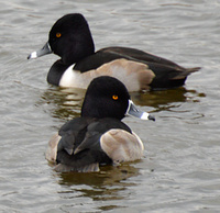 [Ring-Necked Ducks]