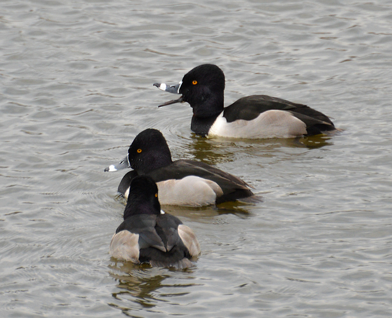 [Ring-Necked Ducks]