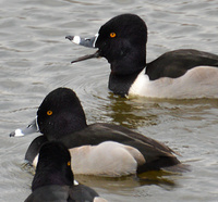 [Ring-Necked Ducks]