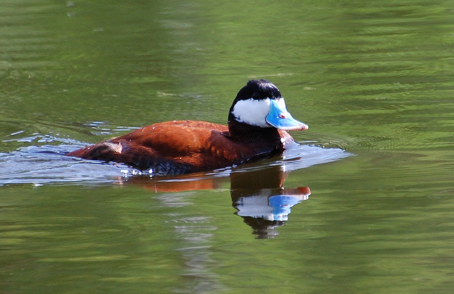 [Ruddy Duck]
