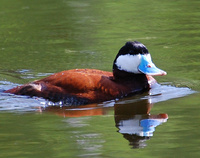 [Ruddy Duck]