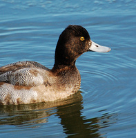[Lesser Scaup]