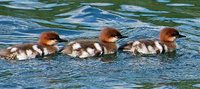 [Merganser Family]