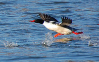[Merganser Takeoff]
