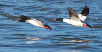 [Mergansers In Flight]
