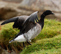 [Brant]