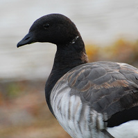 [Brant]