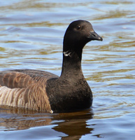 [Brant]