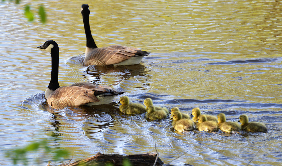 [Canada Goose Family]