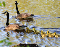 [Canada Goose Family]
