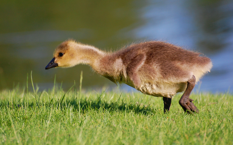 [Gosling]