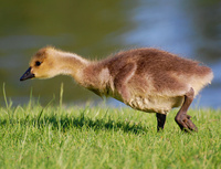 [Gosling]