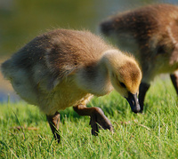 [Goslings In The Park]