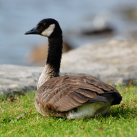 [Resting In The Park]