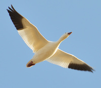 [Snow Goose]