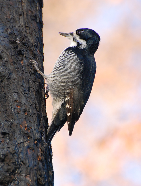 [Black-Backed Woodpecker]