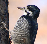 [Black-Backed Woodpecker]