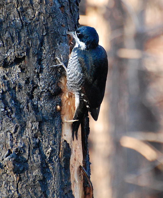 [Black-Backed Woodpecker]