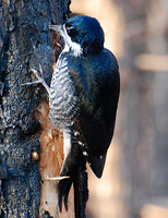[Black-Backed Woodpecker]