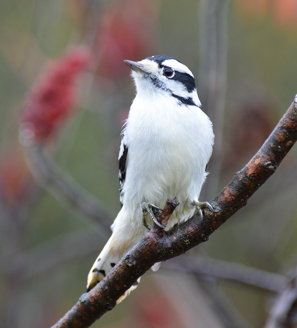 [Downy Woodpecker]