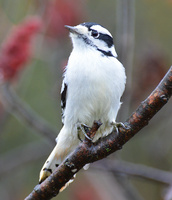 [Downy Woodpecker]