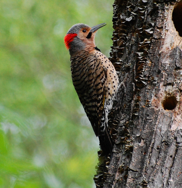 [Northern Flicker]