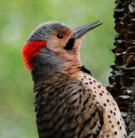 [Northern Flicker]