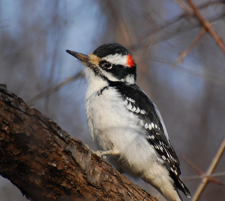 [Hairy Woodpecker]
