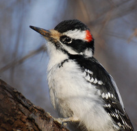 [Hairy Woodpecker]