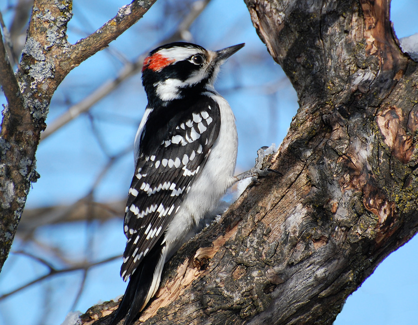 [Hairy Woodpecker]