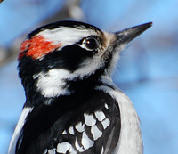 [Hairy Woodpecker]