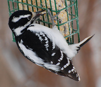 [Hairy Woodpecker]