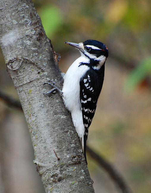 [Hairy Woodpecker]