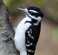 [Hairy Woodpecker]