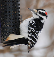 [Hairy Woodpecker]