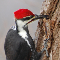 [Pileated Woodpecker]