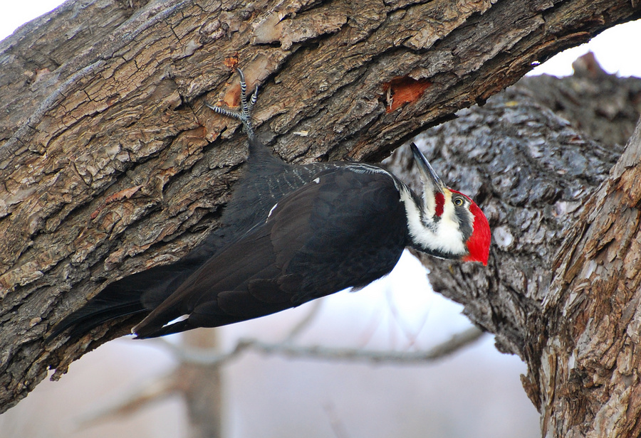 [Pileated Woodpecker]